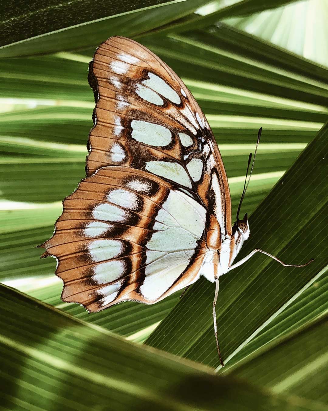 Selbständigkeit – Von der Raupe zum Schmetterling